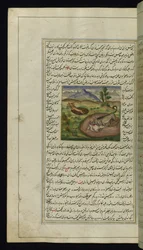 Uno sciacallo divora una lepre da Luci di Canopo, 1847