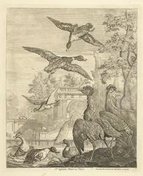 Anatre e aironi presso uno stagno