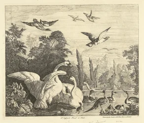 Cigni e anatre in uno stagno per uccelli Vari uccelli (serie)