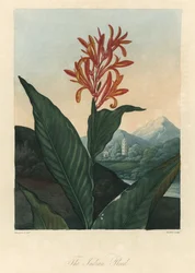 Acqua rossa o Conflore o Toloman Forte, dal Tempio della Flora, di Dr. Robert Thornton (1768-1837)
