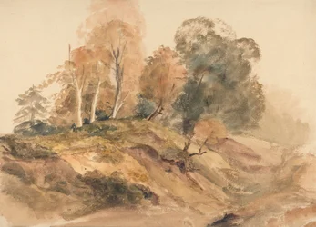 Alberi su una riva