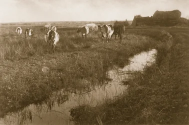 Bovini nella palude, c.1886
