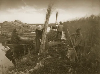 Durante la Raccolta delle Canne, Vita e Paesaggio sui Norfolk Broads, c.1886