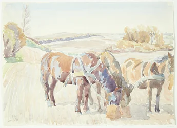 Cavalli nel campo