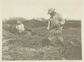 Taglio di ginestra su una comune del Suffolk