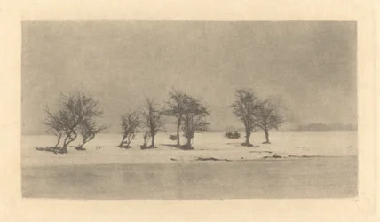 Alberi spinosi contorti