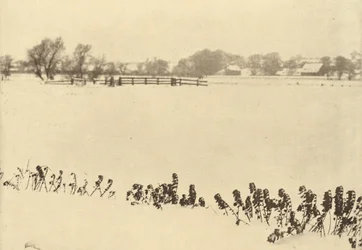 Erbe palustri, nel 1895 o prima (foto)