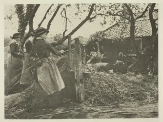 Sbucciatura di vimini (Norfolk)