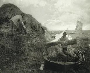 Raccogliendo la canna, c.1885