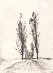 Viale di pioppi