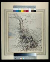 Un albero morente, il suo tronco coperto di rovi, accanto a una recinzione, c.1618-20