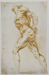Studio anatomico: un nudo che avanza verso destra, con le mani dietro la schiena