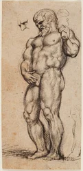 Ercole