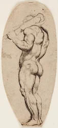 Ercole