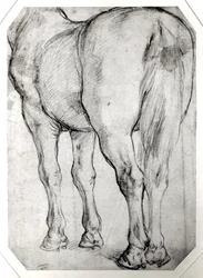 Retro del cavallo