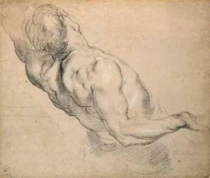 Studio di un torso maschile nudo