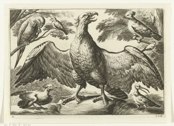 Aquila (Diversarum avium species)