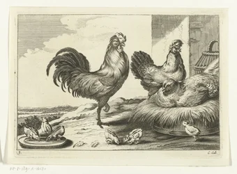 Gallina, galli e pulcini