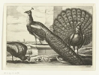 Pavoni - Diverse specie di uccelli (titolo della serie)