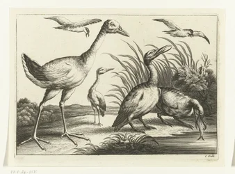 Uccelli acquatici (Specie diverse di uccelli)