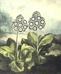 Primula: Primula auricula, inciso da Sutherland, dal "Tempio della Flora" di Robert Thornton 1807