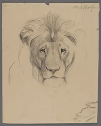Testa di un leone