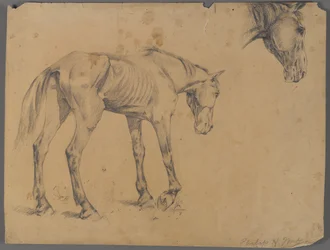 Cavallo e testa di cavallo