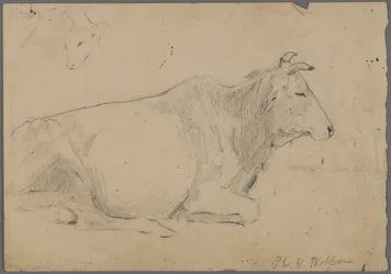 Toro seduto