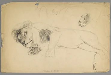 Leone dormiente