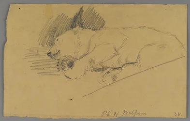 Orso polare dormiente