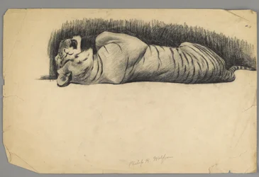 Tigre dormiente