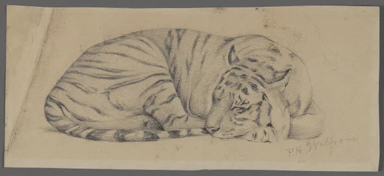 Tigre addormentata