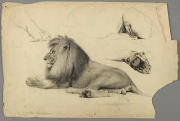 Studi di un leone