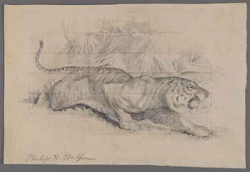 Tigre nel paesaggio