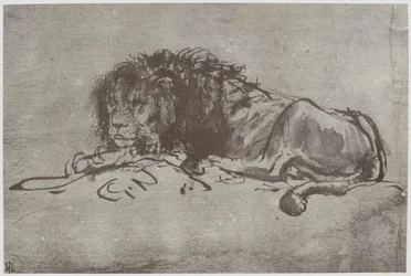 Un leone