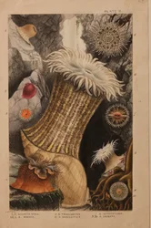 Tavola II, studio per 