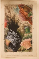 Tavola VI, studio per 