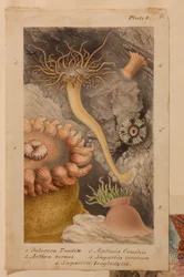 Tavola V, studio per 