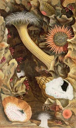 Anemoni con chiusura a serpente, tavola III da 