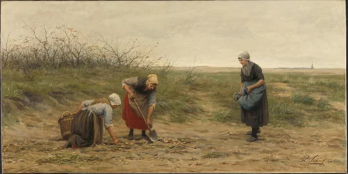 Donne di Scheveningen raccolgono patate in un campo