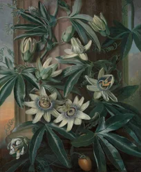 Il fiore della passione blu, per il Tempio della Flora di Robert John Thornton (Londra, 1799-1812)
