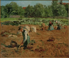 Raccolta delle patate