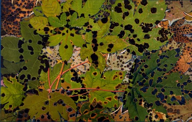 Acer pseudoplatanus: Sicomoro attaccato dal fungo nero Rhytisma acerinum