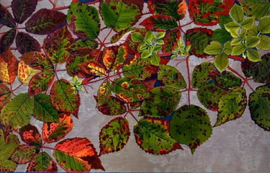 Rubus Fruticosus attaccato dal fungo delle rose Phragmidium Violaceum, 1907-09