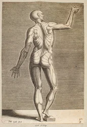 Studio di una figura umana con tendini e muscoli a vista, vista di schiena