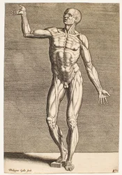 Studio di figura umana con tendini e muscoli esposti, vista di fronte