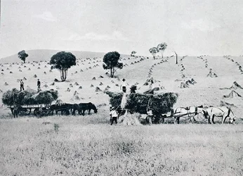 Raccolta, Nuovo Galles del Sud, c.1900, da 