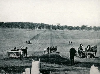 Apprendimento della semina con la seminatrice e della rullatura al Dookie Agricultural College, Victoria, 1900 circa, da «Sotto la Croce del Sud - Scorci d