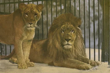Zoo di Colonia, Leoni
