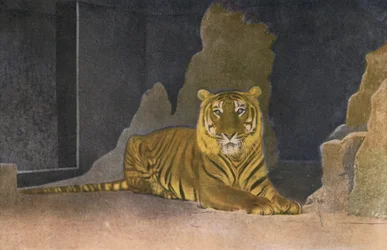 Zoo di Colonia, Tigre